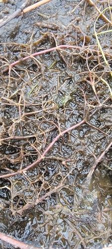 Utricularia purpurea, photograph 4