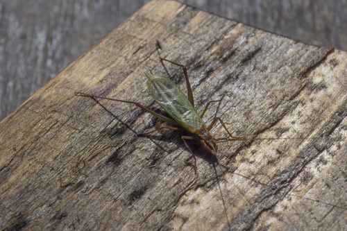 Pine Tree Cricket
