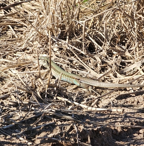 Giant Ameiva