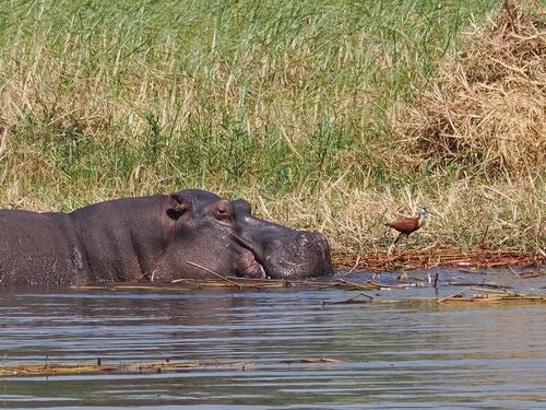 Common Hippopotamus