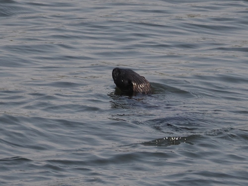 Spotted-necked Otter