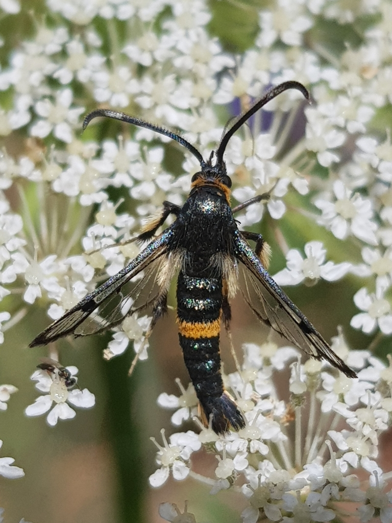 Pyropteron jordanicum