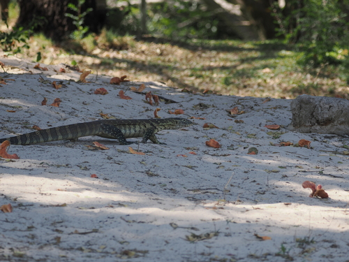 Nile Monitor