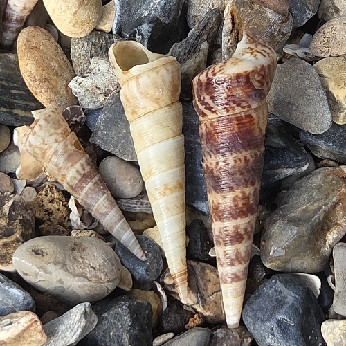 Turritella variegata, 2026-09-02