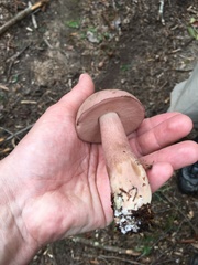 Tylopilus violatinctus