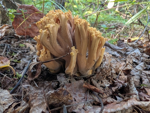 Ramaria testaceoflava