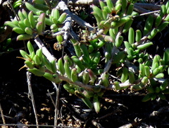Senecio acutifolius