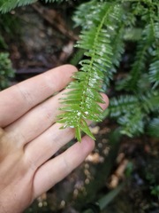 Retrophyllum comptonii
