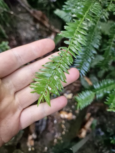 Retrophyllum comptonii, photograph 1