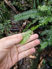Irisa Hudson, CC BY, iNaturalist via GBIF Retrophyllum comptonii, photograph Irisa Hudson, CC BY, iNaturalist via GBIF