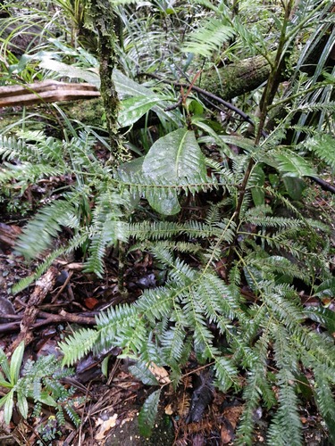 Retrophyllum comptonii, photograph 3