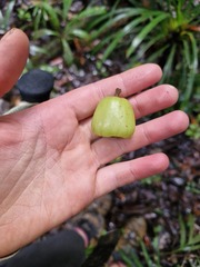 Hernandia cordigera, photograph Irisa Hudson, CC BY, iNaturalist via GBIF