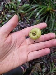 Hernandia cordigera, photograph Irisa Hudson, CC BY, iNaturalist via GBIF