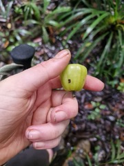 Hernandia cordigera, photograph Irisa Hudson, CC BY, iNaturalist via GBIF