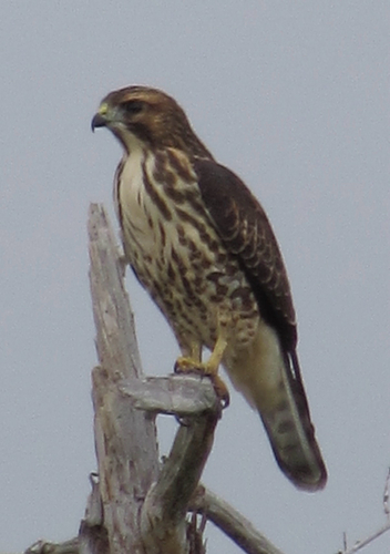 Broad-winged Hawk