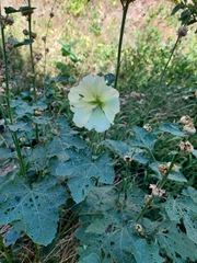 Alcea rugosa, photograph (c) Viktor Strenada, some rights reserved (CC BY)