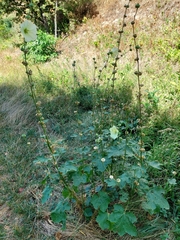 Alcea rugosa, photograph (c) Viktor Strenada, some rights reserved (CC BY)