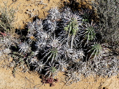 Euphorbia ferox