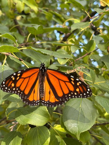 Monarch
