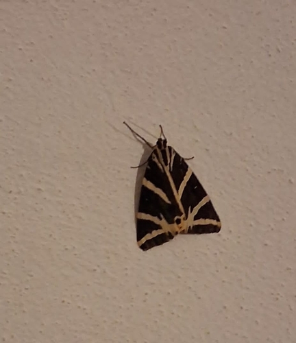 Jersey Tiger