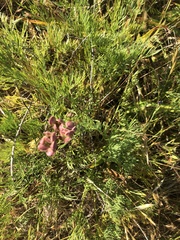 Lomatium caruifolium