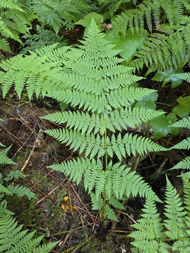 spreading wood fern