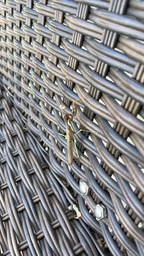 Carolina Mantis