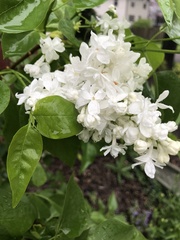 Syringa reticulata
