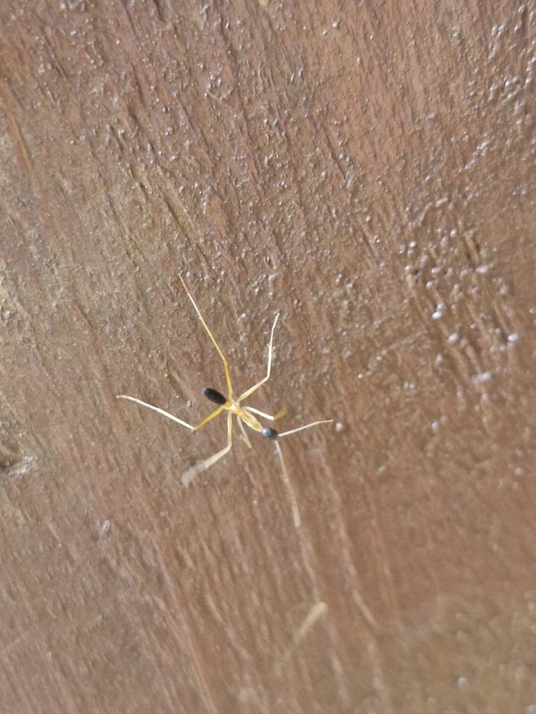 Leptomyrmex nigriceps