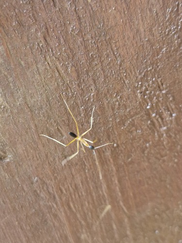 Leptomyrmex nigriceps