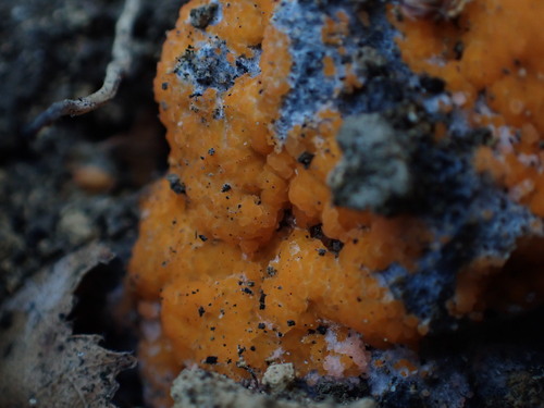 Pyronema omphalodes, 2026-09-02