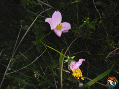 Cosmos crithmifolius