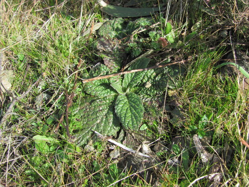 Pulicaria odora, photograph 2