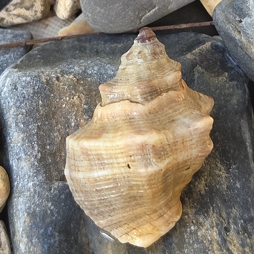 Stramonita rustica observed 2026-09-02