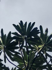 Cerberiopsis (Cerberiopsis)