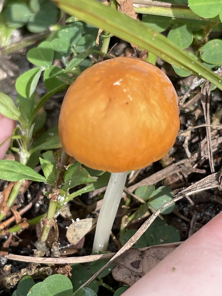 Wandering Creamsicle · September 2026 · photo: Photo: (c) James Hardee, some rights reserved (CC BY) · iNaturalist