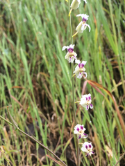 Streptanthus glandulosus secundus