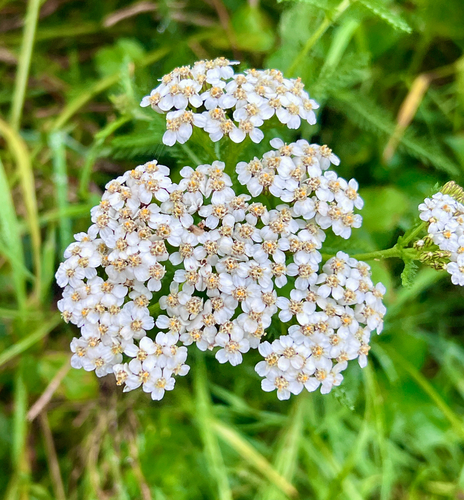 common yarrow