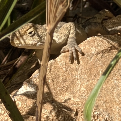 Bibron's Agama