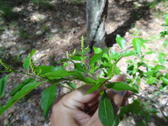 Ditrysinia fruticosa