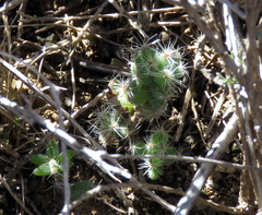 Trichodiadema setuliferum