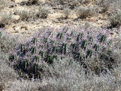 Euphorbia ferox