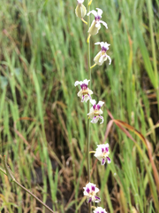 Streptanthus glandulosus secundus