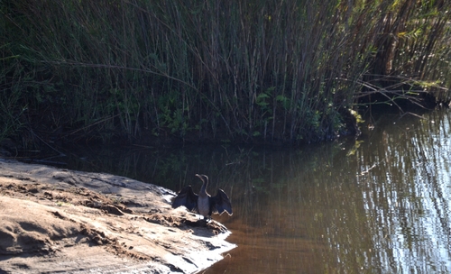 iNaturalist image