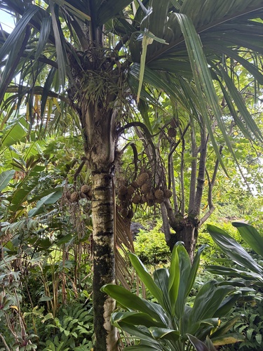 Pelagodoxa henryana observed 2026-09-01