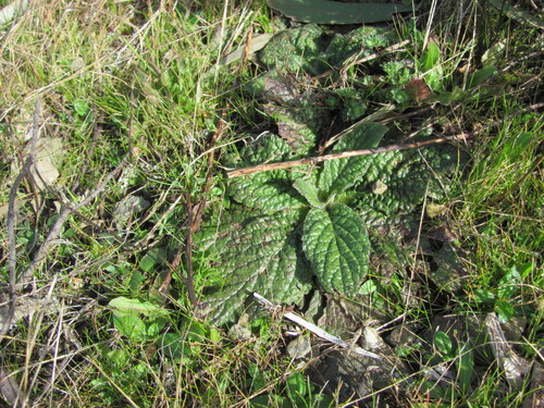 Pulicaria odora, photograph 1