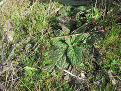 (c) zebedeugalinha, some rights reserved (CC BY) Pulicaria odora, photograph (c) zebedeugalinha, some rights reserved (CC BY)