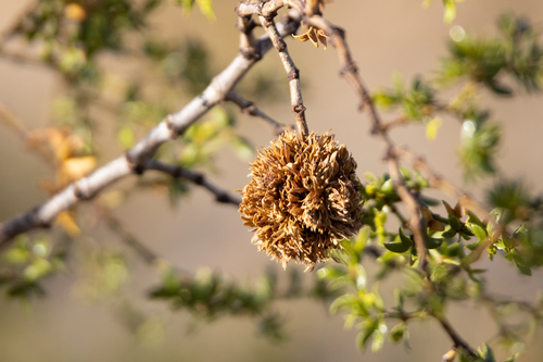 Large Creosote Gall Midge photo 5