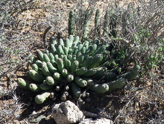 Euphorbia esculenta
