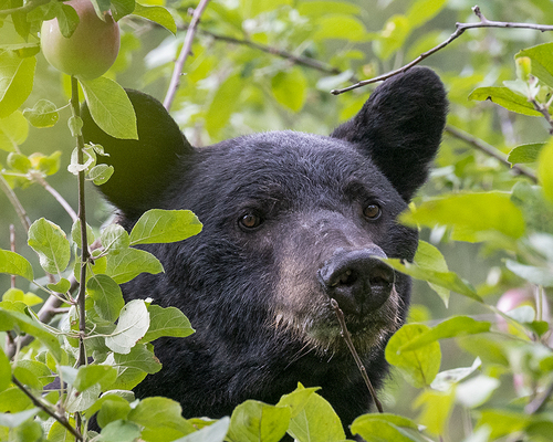 Black Bear sighting near Central Kootenay